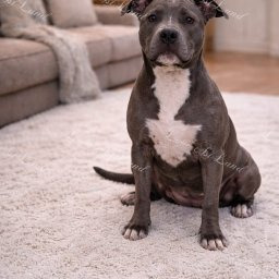 Zdjęcie psa Silvana