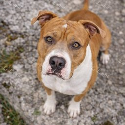 Zdjęcie psa Tornado