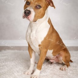 Zdjęcie psa Tornado