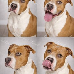 Zdjęcie psa Tornado