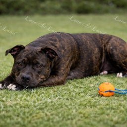 Zdjęcie psa Samanta