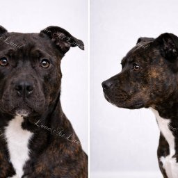 Zdjęcie psa Samanta