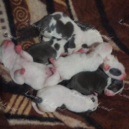 Zdjęcie: Miot I