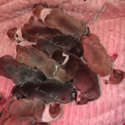 Zdjęcie: Miot A