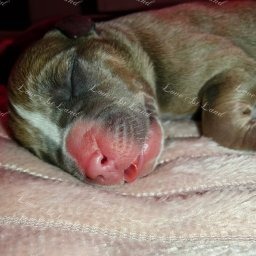 Zdjęcie: Miot A