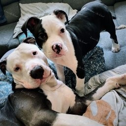 Zdjęcie: Róża & Natasza