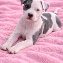 Indi