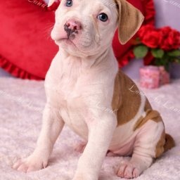 Zdjęcie Lark